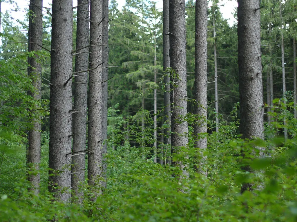 Plants That Smell in Sentences: Chemical Messages in the Air (stargazer2020, Flickr, CC BY 2.0)