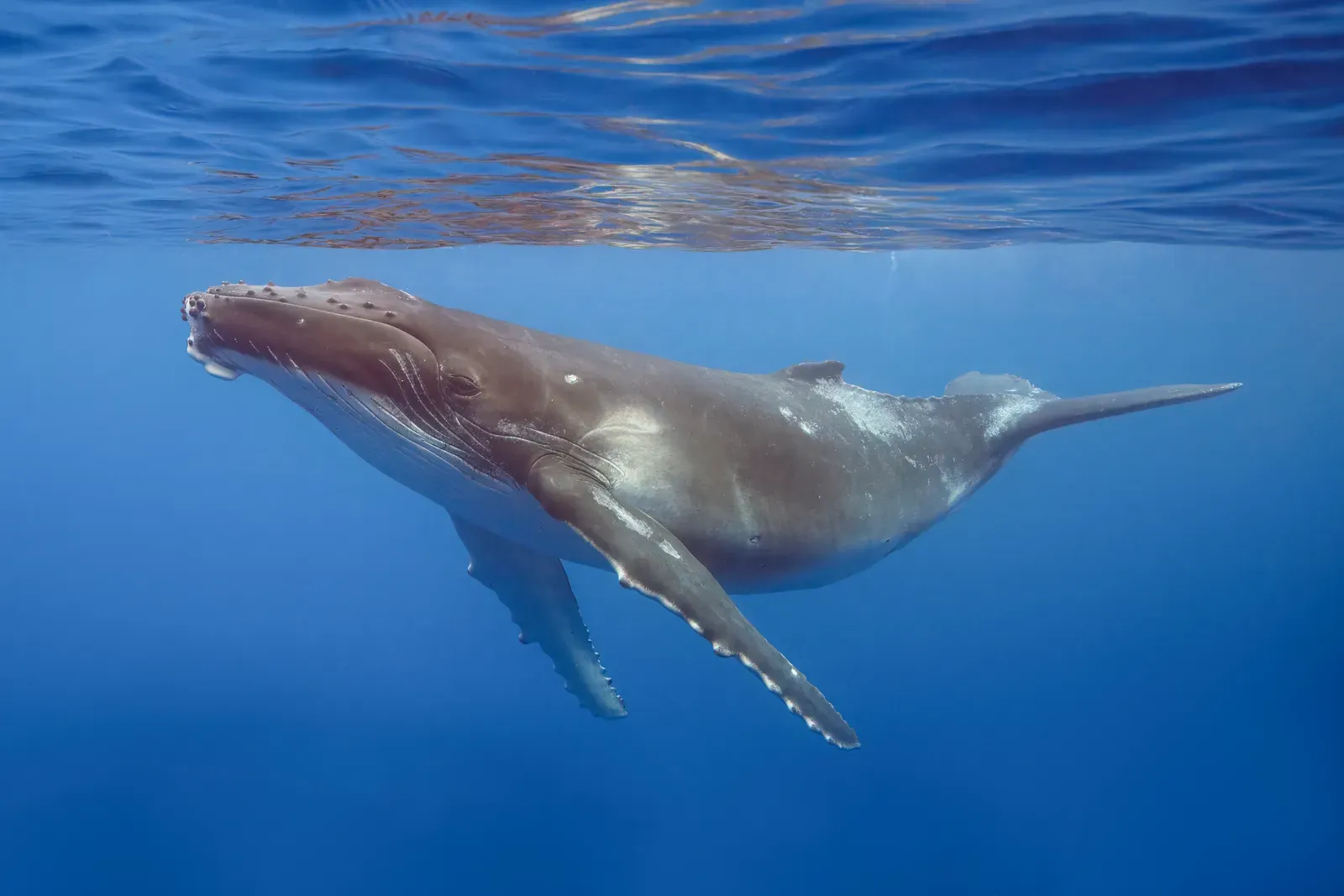 2. Humpback Whales: Ocean Guardians of the Deep (Own work, from Sharp Photography, sharpphotography.co.uk, CC BY-SA 4.0)