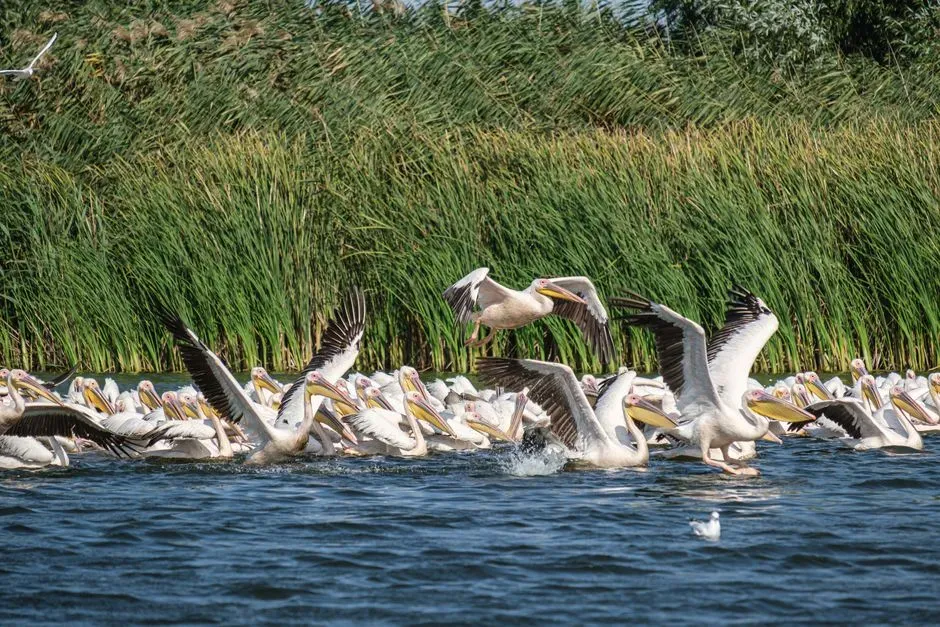 5. Danube Delta, Romania and Ukraine – A European Bird Highway (Image Credits: Pexels)
