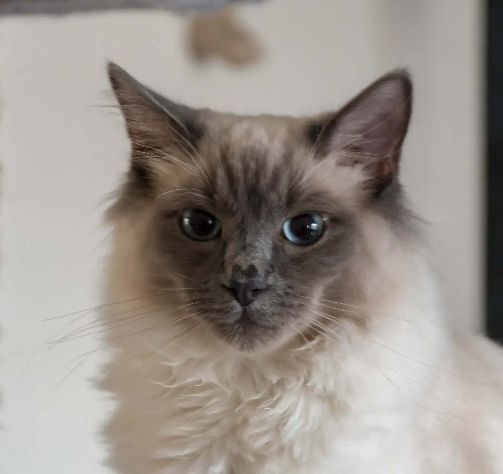 Ragdolls and British Shorthairs: Calm Companions for a Slower Pace (Image Credits: Wikimedia)