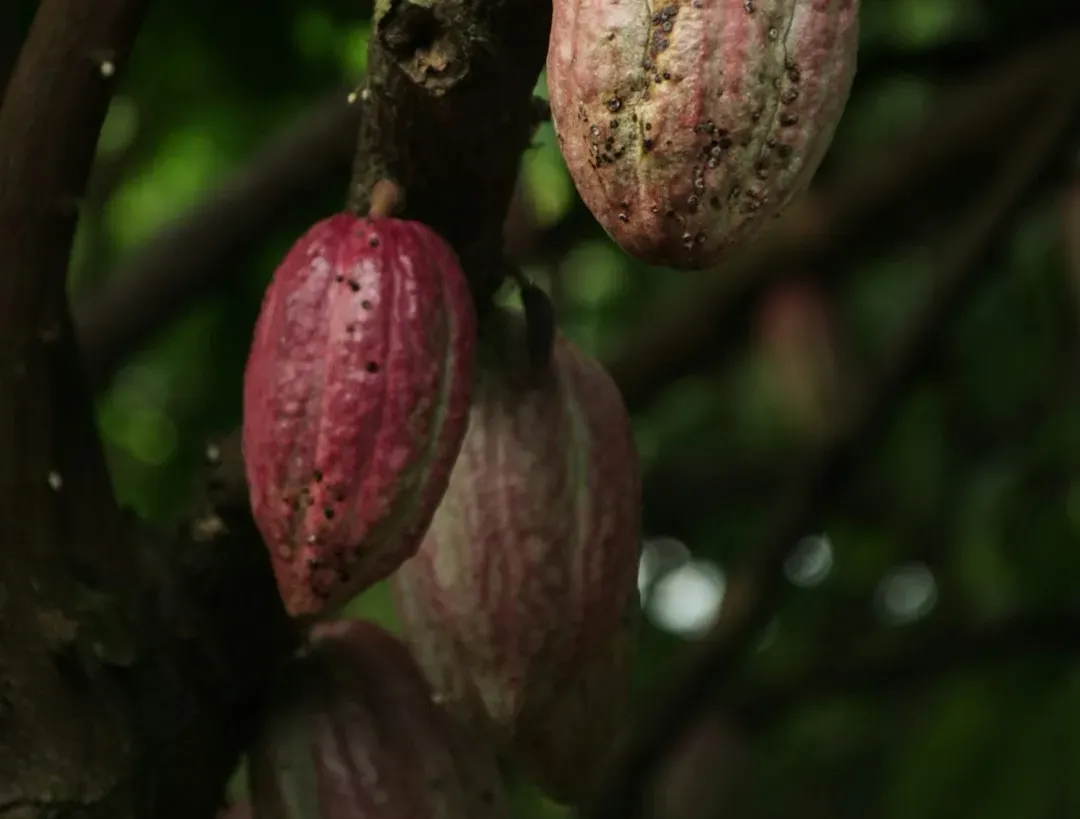 Cacao: The Mood‑Shifting Plant That Built An Entire Culture Around Pleasure (Image Credits: Unsplash)
