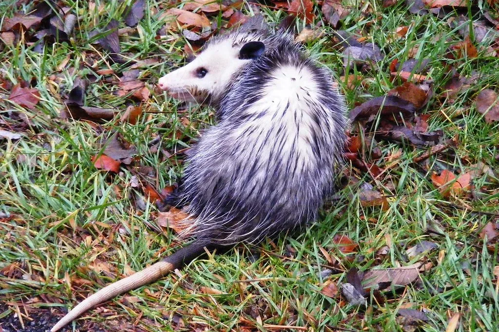 Living With Opossums: Practical Tips For Gardeners (Image Credits: Flickr)
