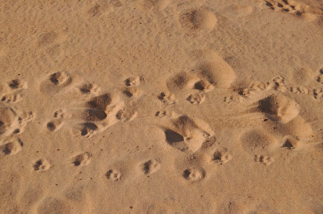 Tracks in the Dust: Reading a Quiet Return (Image Credits: Unsplash)