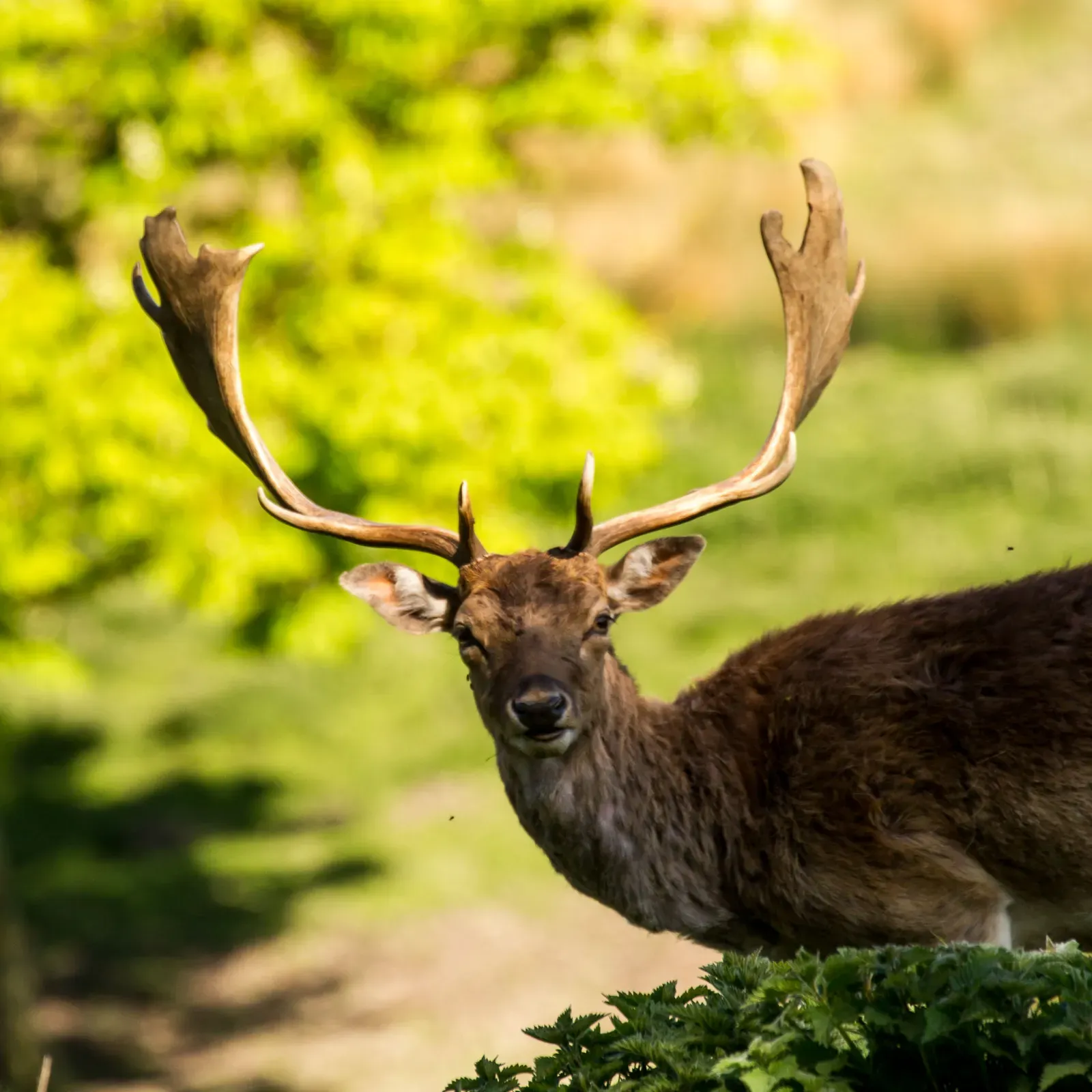 Common Myths and Spiritual Meanings People Attach to Deer (By Michael Palmer, CC BY-SA 4.0)