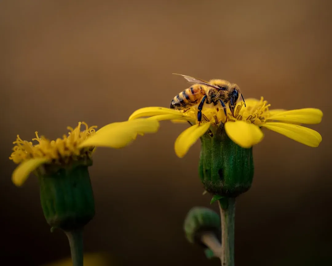 4. Bees Dancing Detailed Directions (Image Credits: Unsplash)