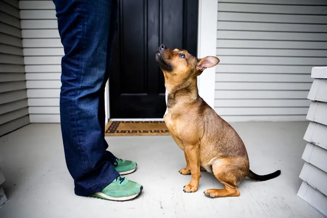 Practical Ways You Can Respond to What Your Dog Already Knows (Image Credits: Unsplash)