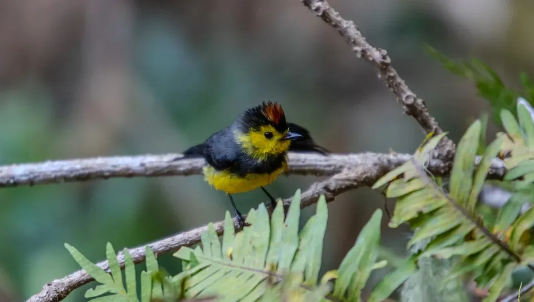 The Numbers: How Many Species Do We Think Exist? (Image Credits: Unsplash)