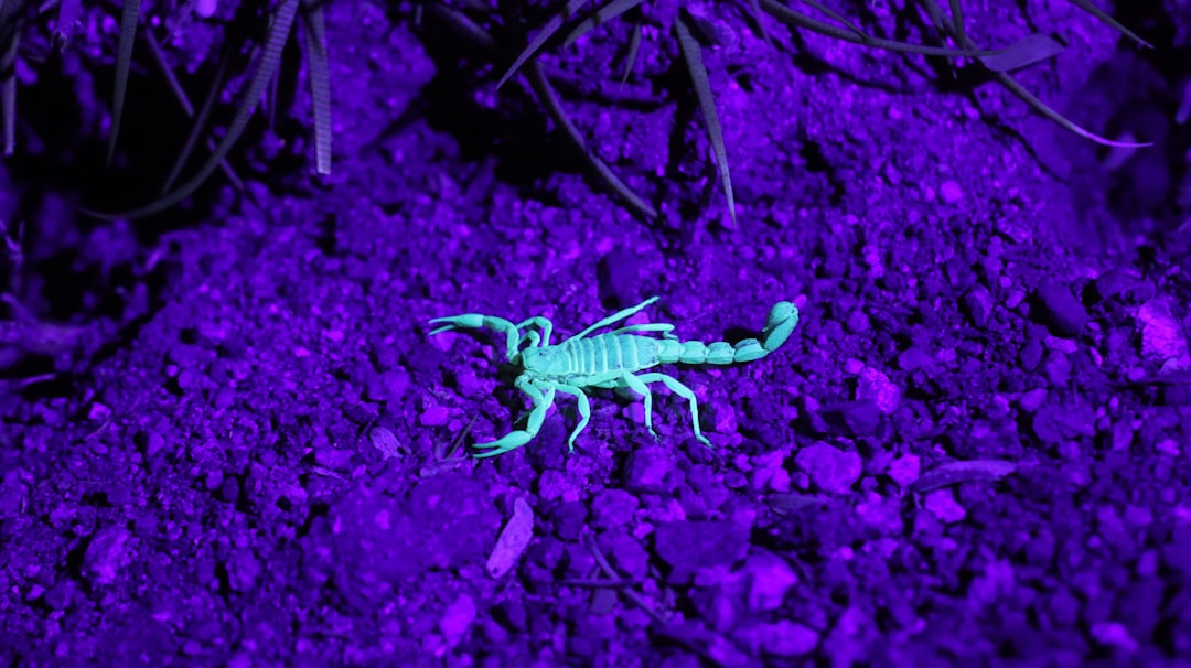 Scorpio: The Venomous Metamorph (Image Credits: Unsplash)