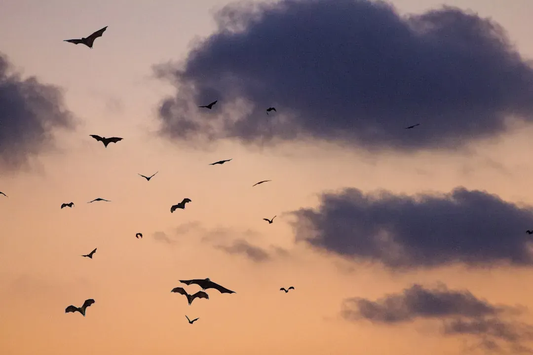 Conclusion: When Bats Choose Your Home’s Evening Sky (Image Credits: Unsplash)