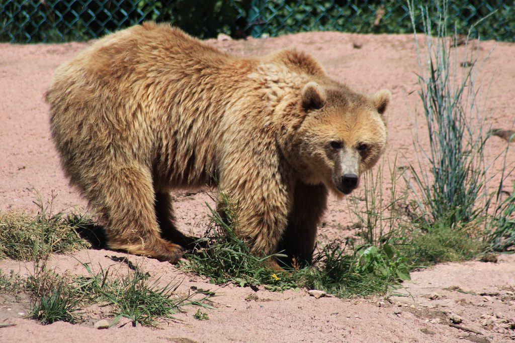The Bear: Guardian of Inner Wisdom and Healing (Image Credits: Flickr)