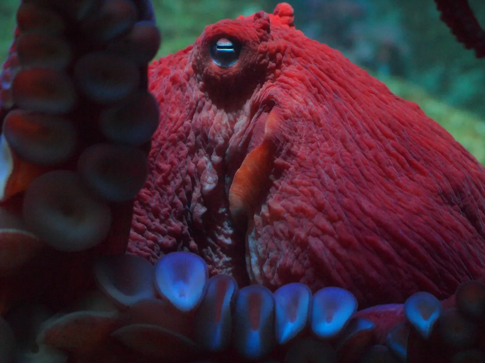 #20 - They Run on Blue Blood and Three Separate Hearts (Big, red, octopus close-up. P4181496 on Flickr, CC BY-SA 2.0)