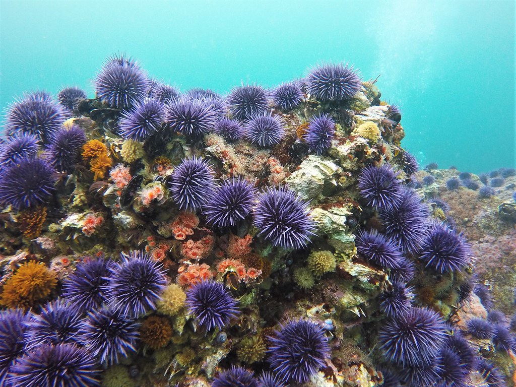 The Purple Sea Urchin Crisis (Image Credits: Flickr)