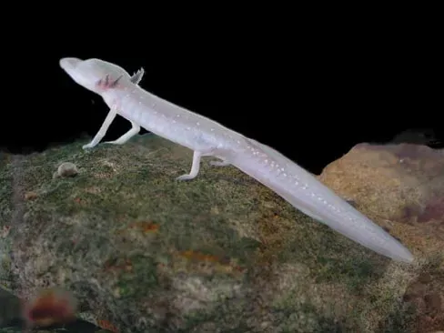 Georgetown Salamander (Image Credits: Wikimedia)