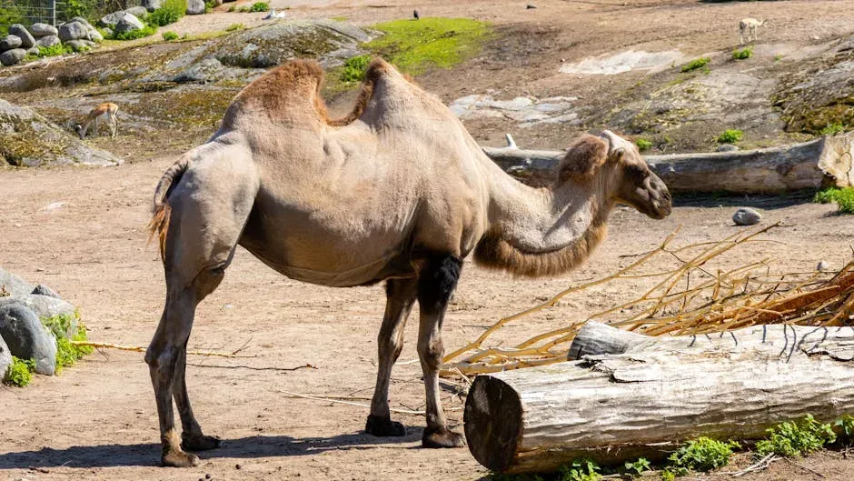 3. Fat Storage in Unusual Places: The Camel's Secret Weapon (Image Credits: Pexels)