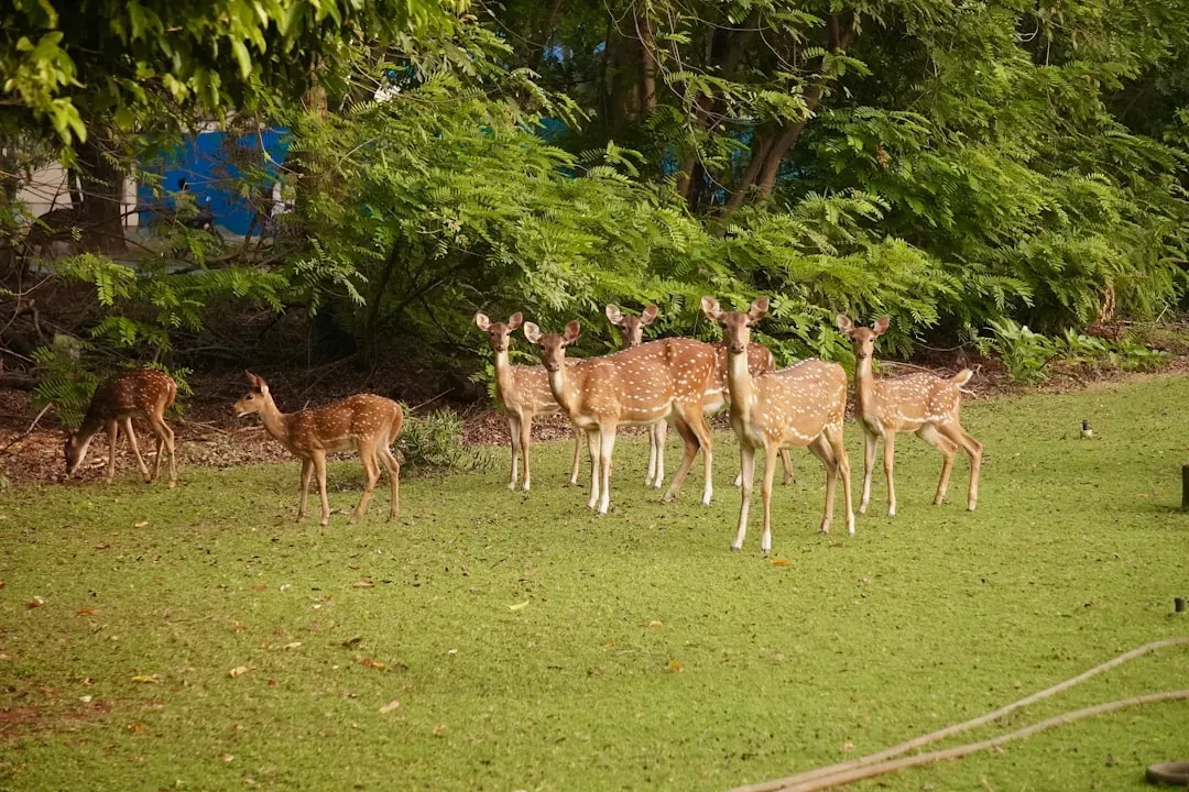 4. They Start Feeding Earlier in the Day and Stay Out Longer (Image Credits: Unsplash)