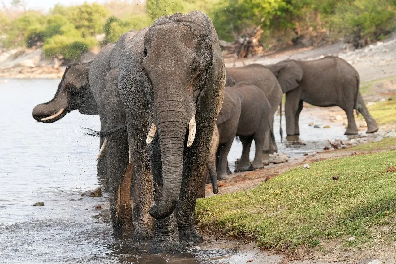 9. Elephants That Appear To Mourn Their Dead (Image Credits: Pixabay)