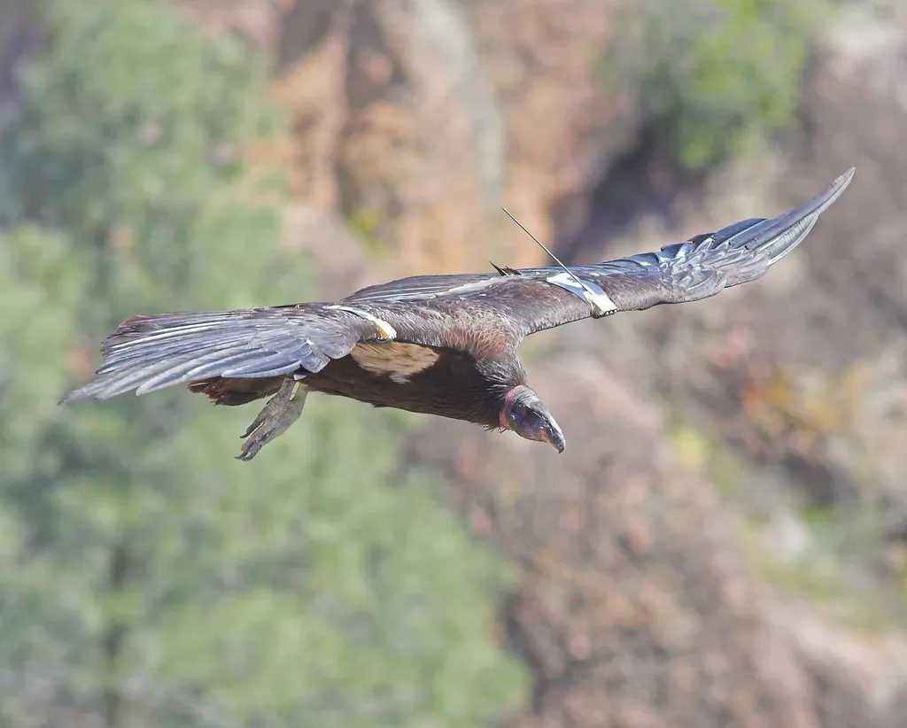 California Condor: The Bird That Went Down to 27 and Refused to Die (Jim Bahn, Flickr, CC BY 2.0)