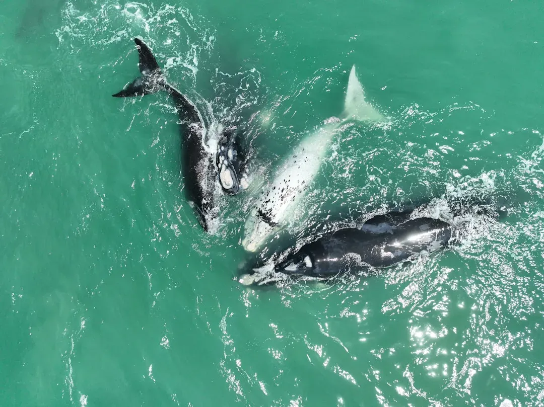 4. The North Atlantic Right Whale – Giants Disappearing Quietly (Image Credits: Unsplash)