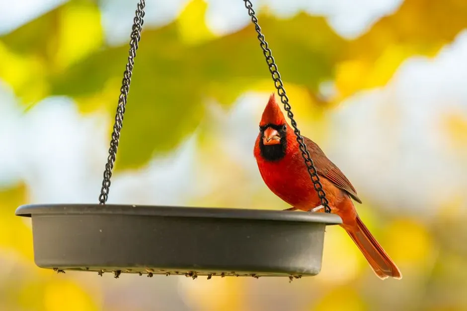 Seasons Change, But Your Yard Stays Familiar (Image Credits: Pexels)