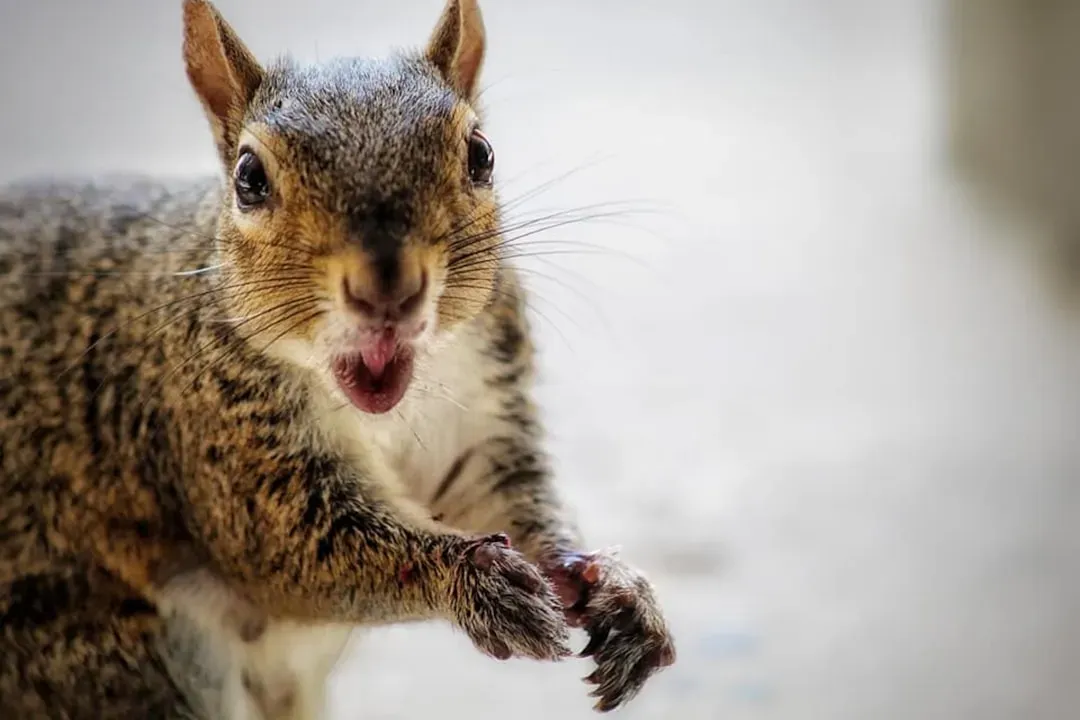 3. Their Front Teeth Never Stop Growing (And They Have To File Them Down) (Image Credits: Unsplash)