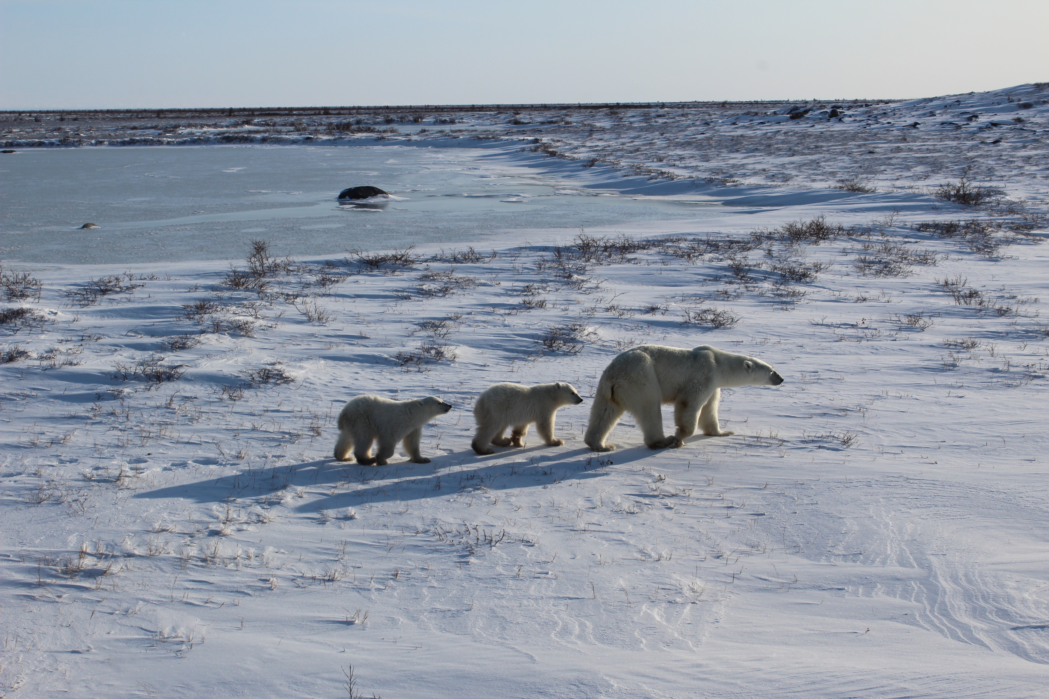 Climate Change Forces Arctic Giants South (Image Credits: Wikimedia)