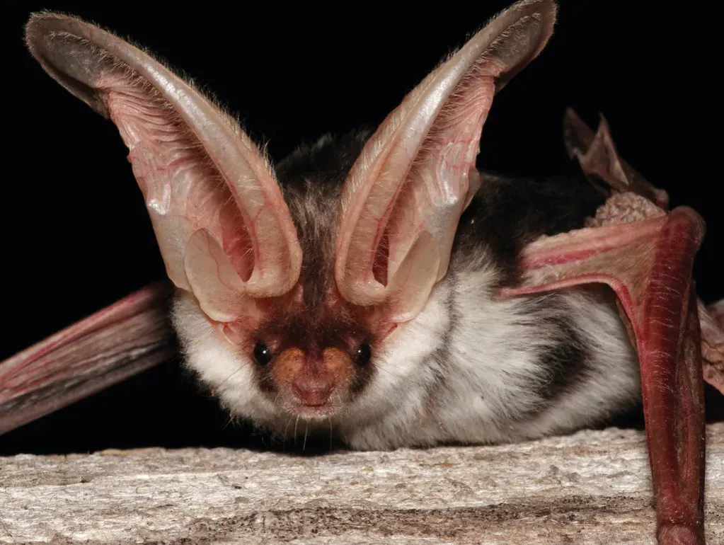 7. Listening for Echoes with Sonar-Like Precision (Image Credits: Flickr)