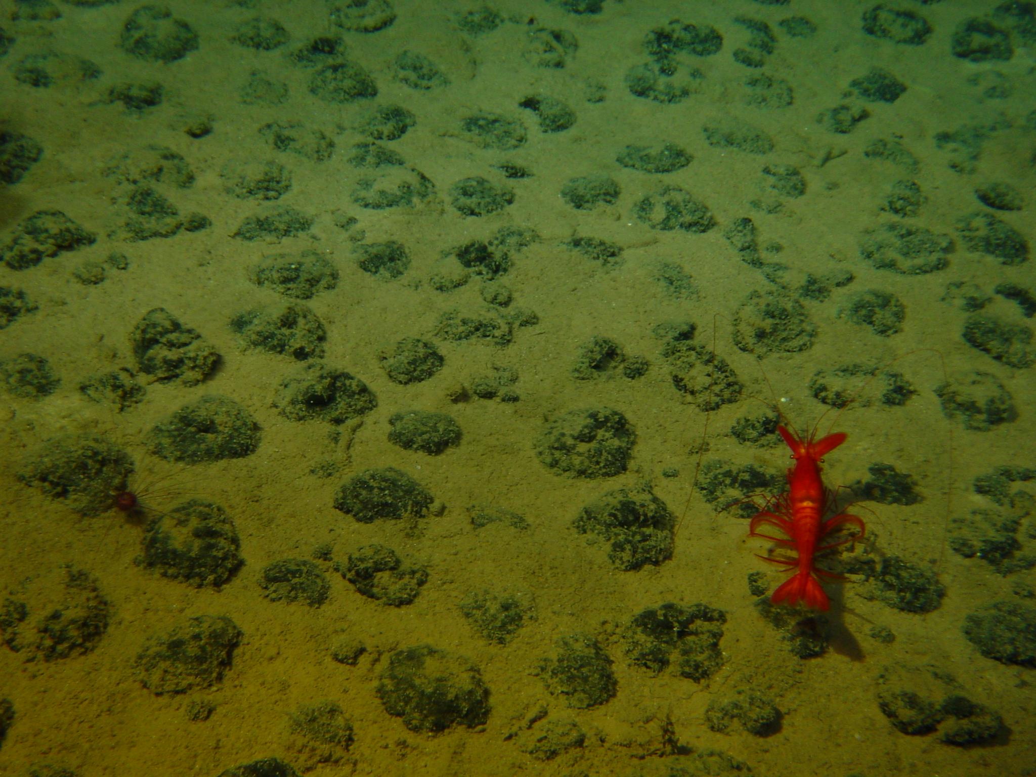 Fields of Metal Nodules: The Slowest Mines on Earth (Image Credits: Wikimedia)