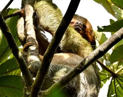 Pygmy Three-Toed Sloth – A Tiny Specialist on a Tiny Island (Image Credits: Pexels)