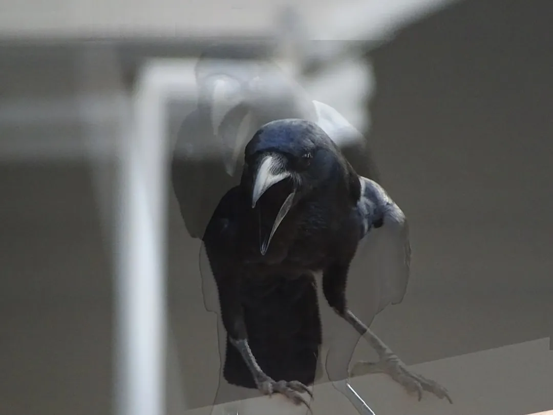 So What Should You Actually Do If a Raven Taps on Your Window? (Image Credits: Unsplash)