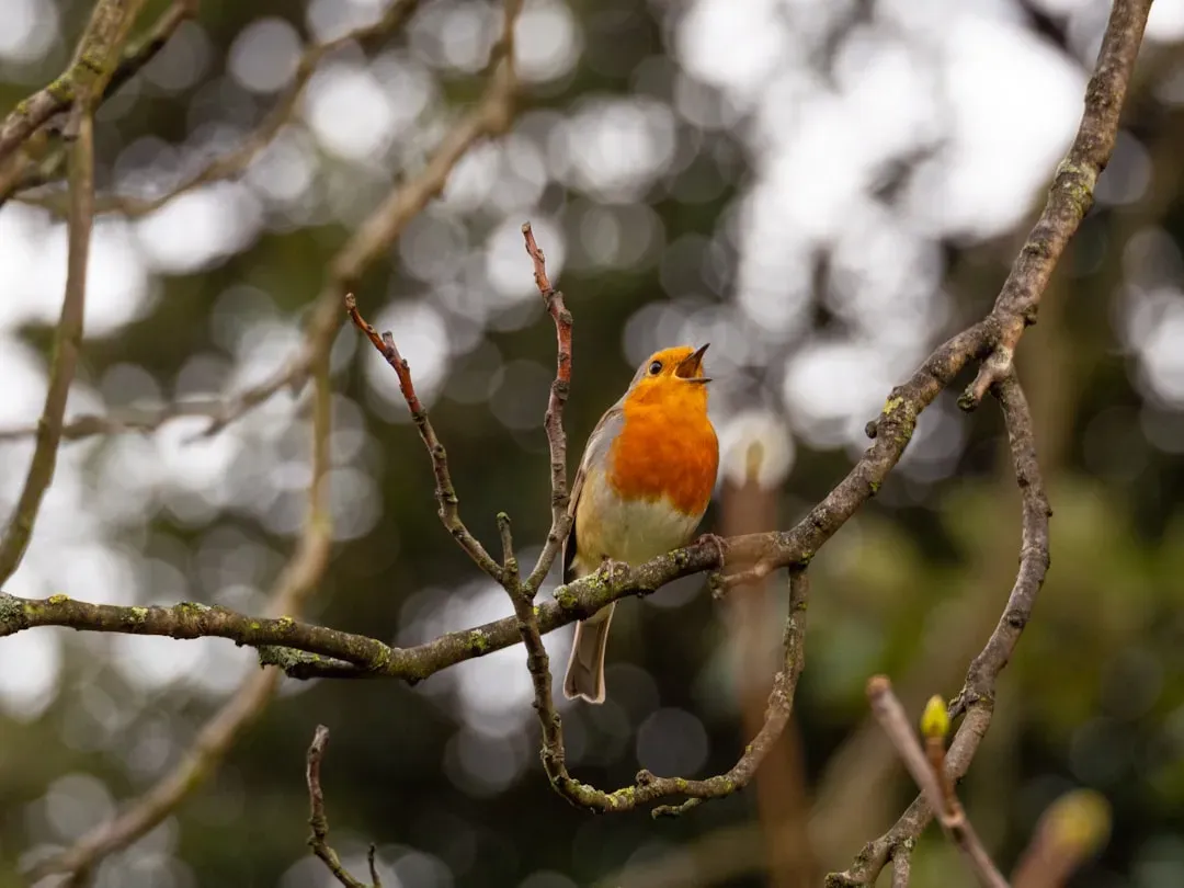 The Dawn Chorus: Why Morning Songs Sound Different (Image Credits: Unsplash)