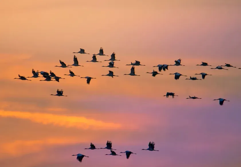 Supercharged Bodies: How Birds Prepare for Extreme Endurance Flights (Image Credits: Flickr)