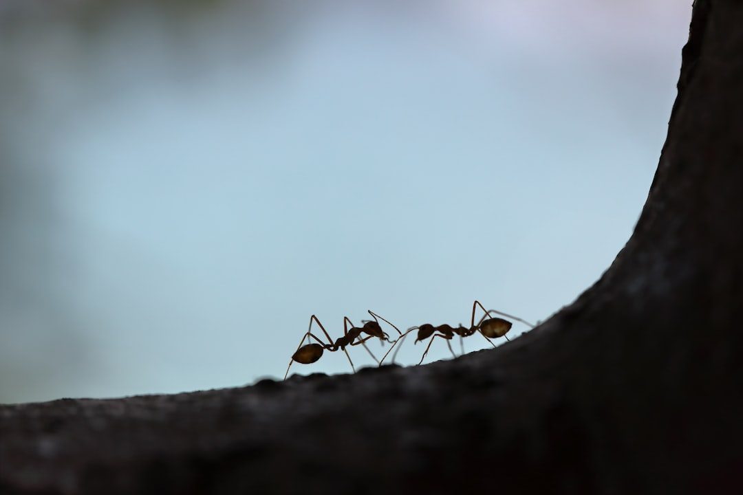 Microscopic Navigators: Ants, Bees, and Creatures Close to the Ground (Image Credits: Unsplash)
