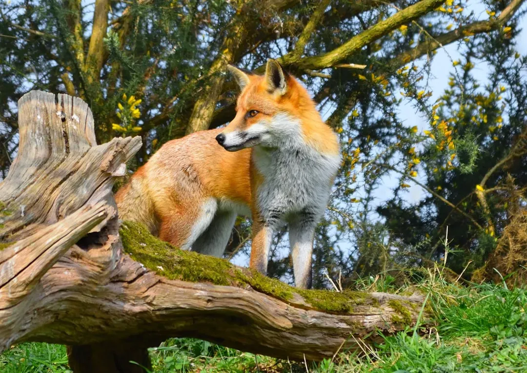 6. The Fox (Virgo) - Sharp Eyes, Sharper Mind (Image Credits: Unsplash)