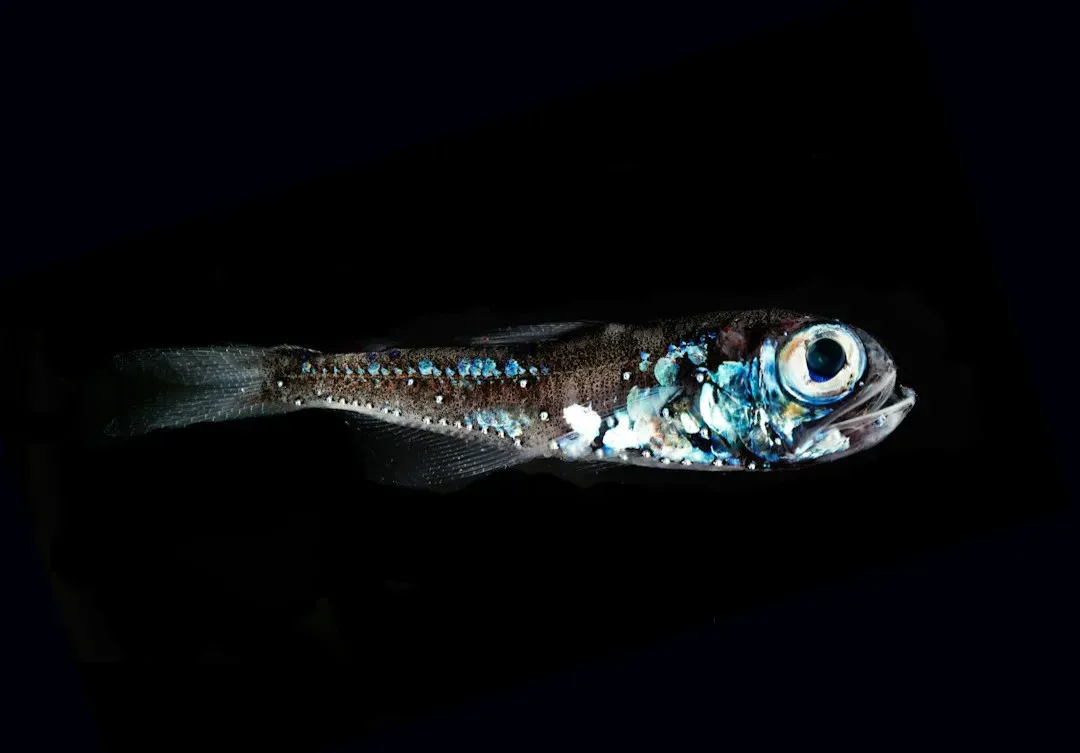 Gemini – The Lanternfish: Curious Minds in the Dark, Signaling Constantly (Image Credits: Unsplash)