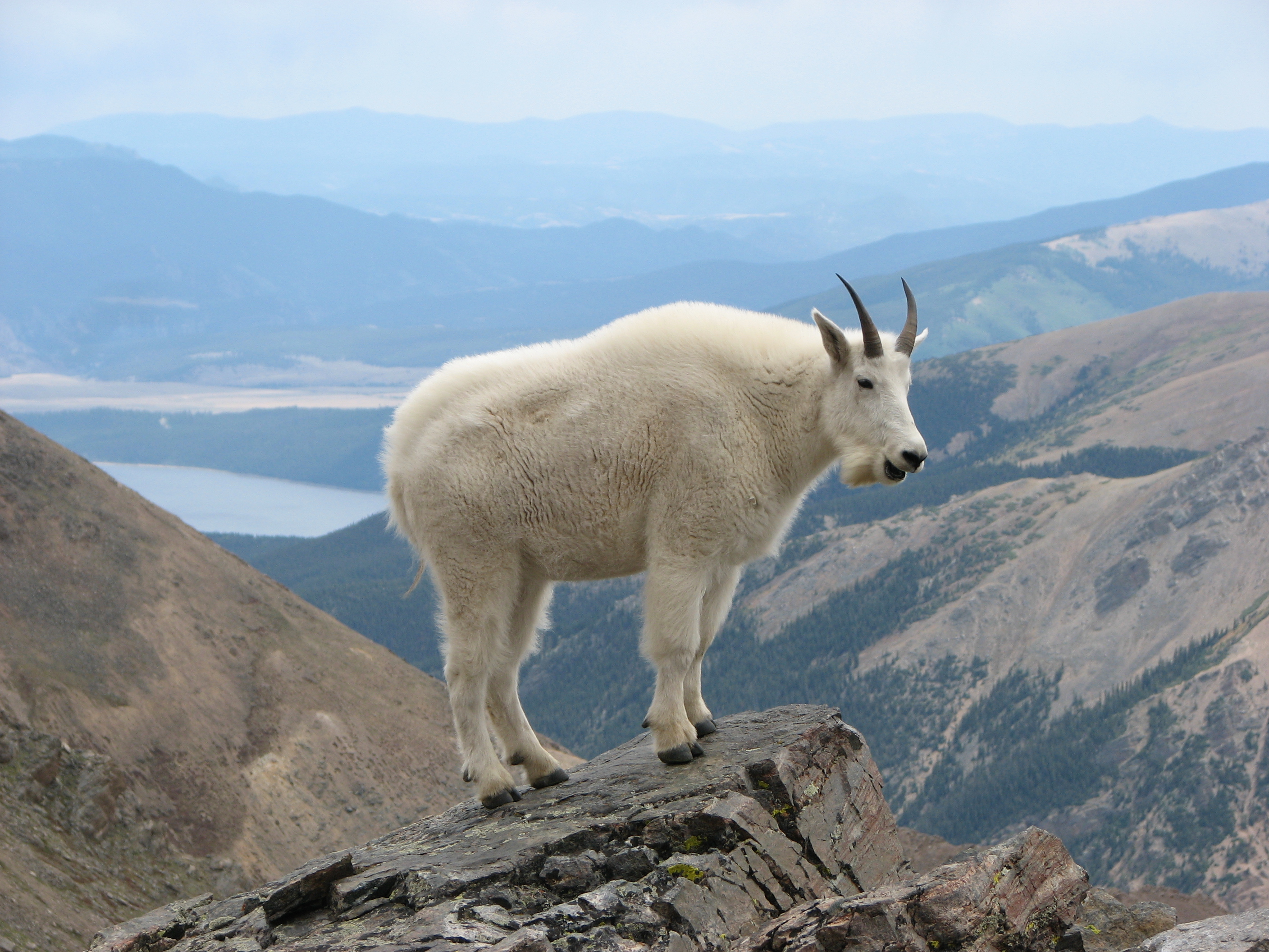 Capricorn and the Mountain Goat (Image Credits: Wikimedia)