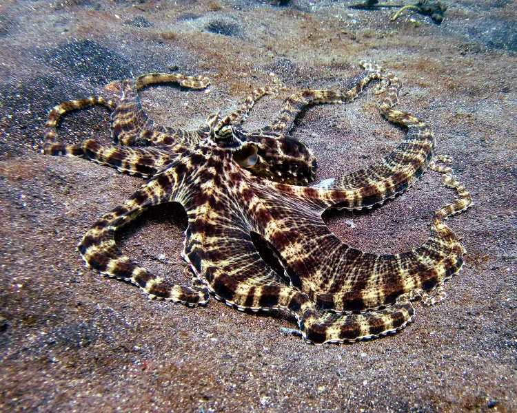 7. The Mimic Octopus: Master of Disguise and Deception (Image Credits: Wikimedia)