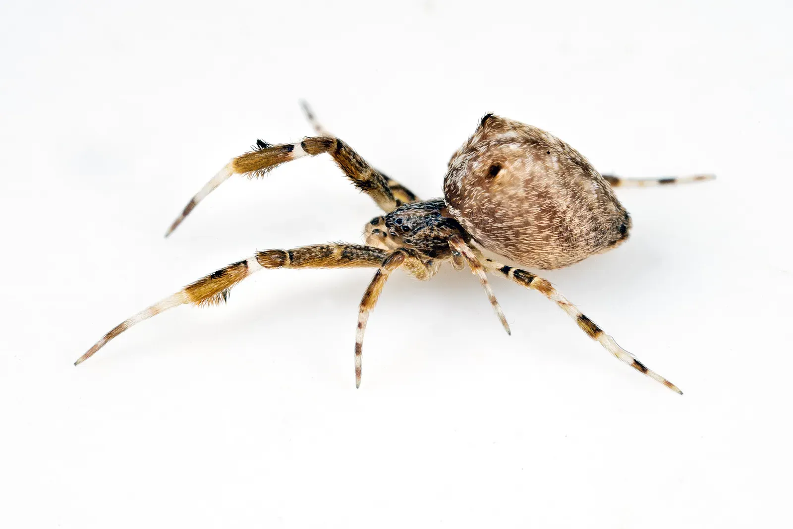 Spiders That Vomit Their Victims to Death (Image Credits: Wikimedia)