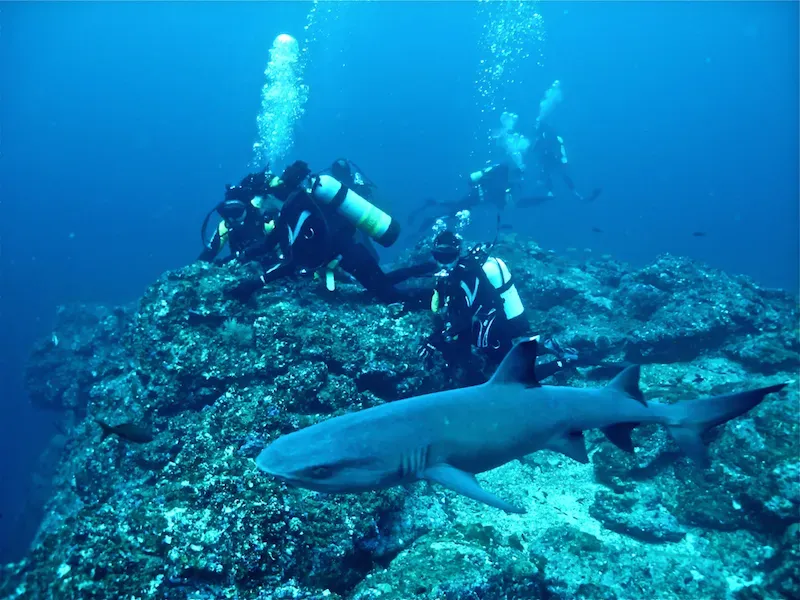 Electric Noise, Tech, and Conservation: How Our Devices May Confuse Sharks (By Chadybetour, CC BY-SA 4.0)