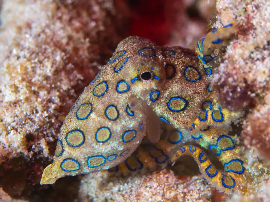 #12 - The Blue-Ringed Octopus Uses Structure to Broadcast a Warning (krokodiver, Flickr, CC BY 2.0)