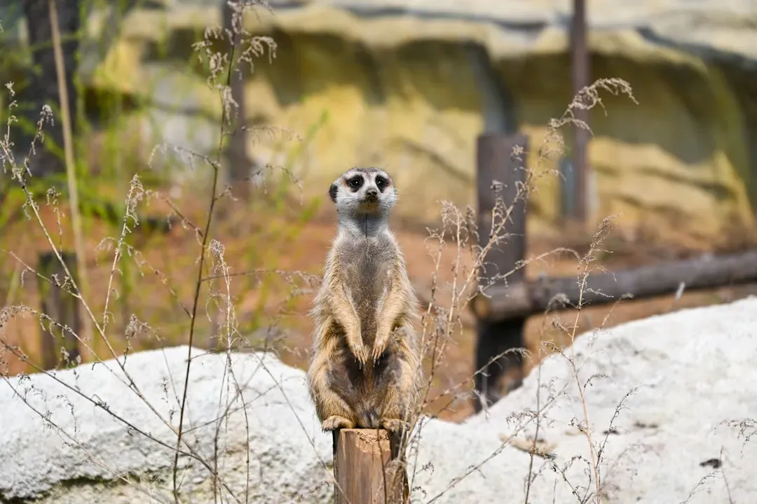 Conclusion: Nature's Sensory Hall of Fame (Image Credits: Unsplash)