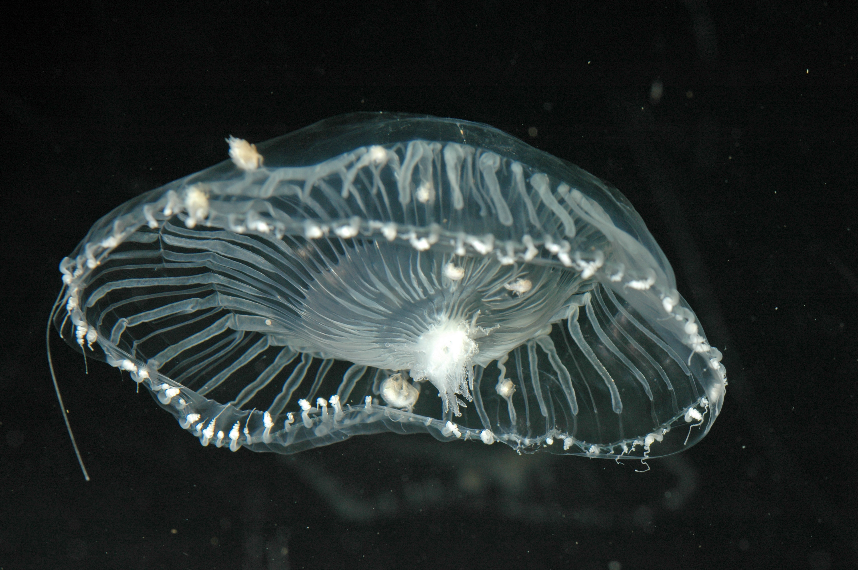 Libra: The Harmonious Crystal Jelly (Image Credits: Wikimedia)