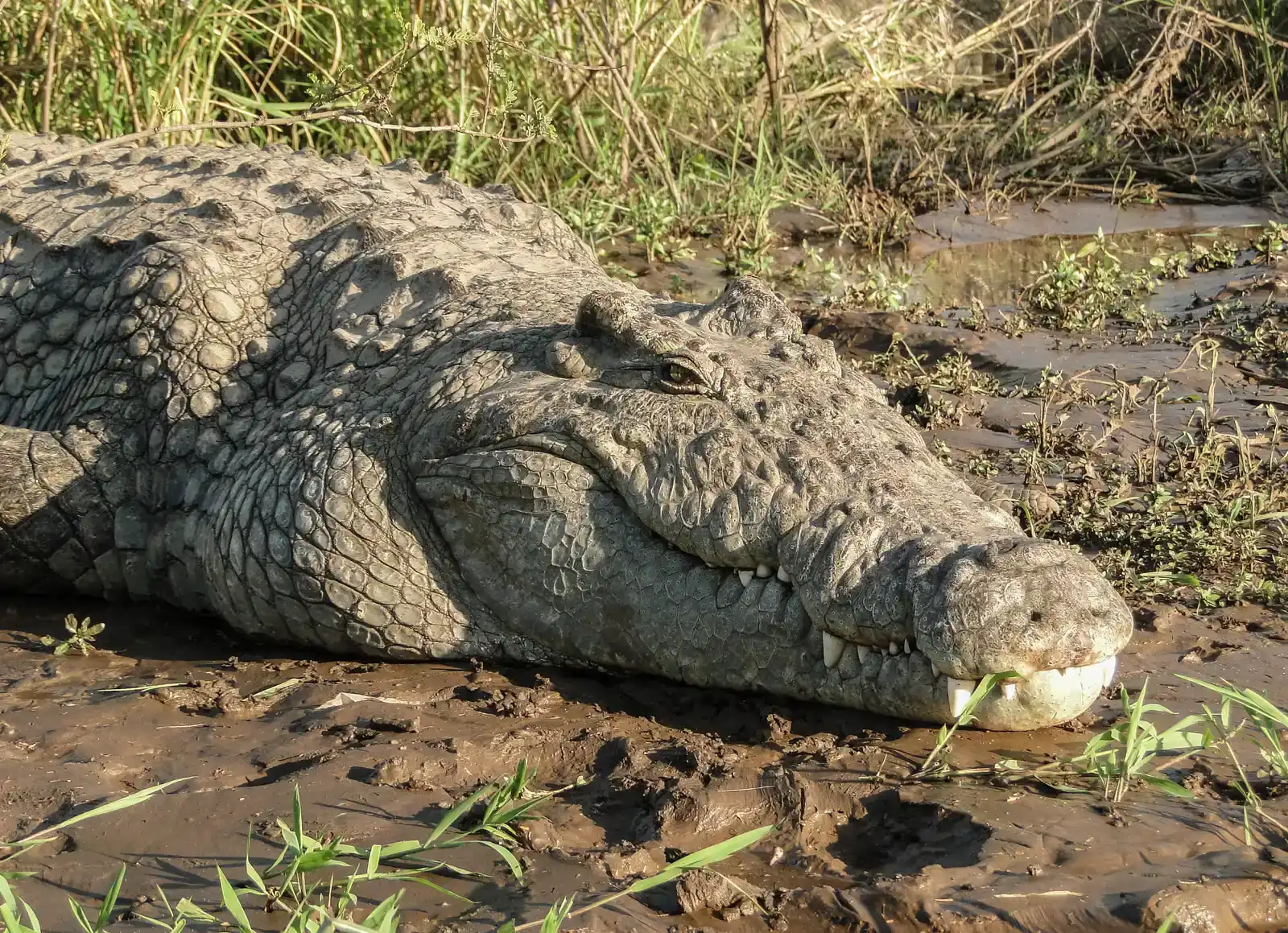 The Nile Crocodile: Africa's Freshwater Terror (Image Credits: Wikimedia)