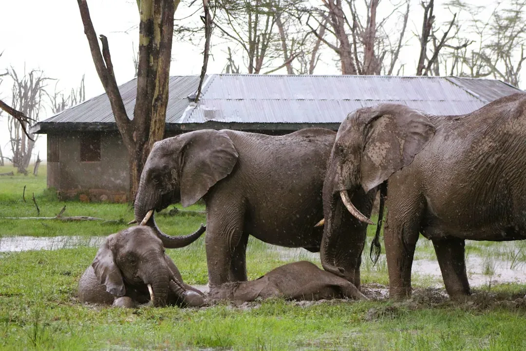 3. Elephants That Mourn Their Dead (Image Credits: Unsplash)