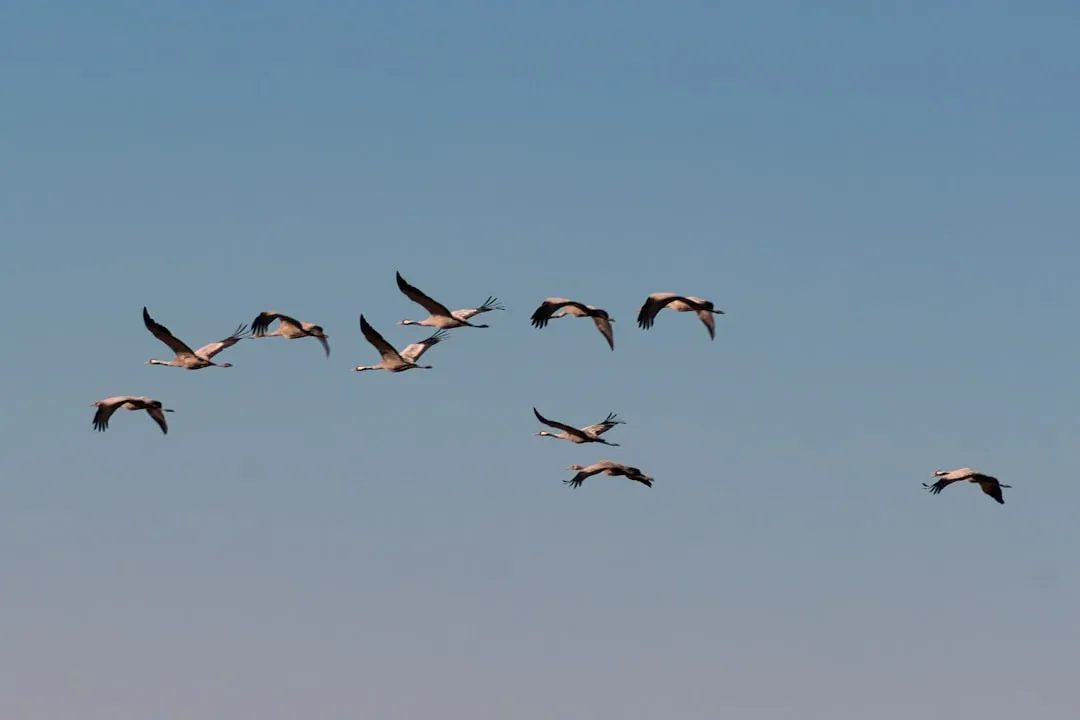 Migratory Birds: Masters of the Magnetic Compass (Image Credits: Unsplash)
