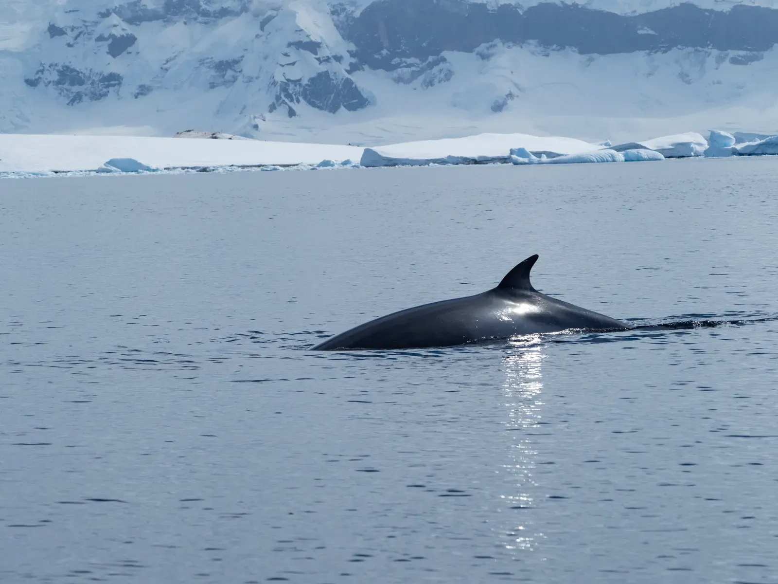 A Whale Sound That Took 44 Years to Decode (By Carina Gsottbauer, CC BY-SA 4.0)