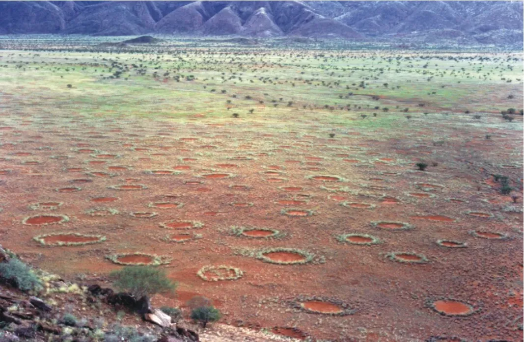 Fairy Circles: Nature's Perfect Geometry (Image Credits: Wikimedia)