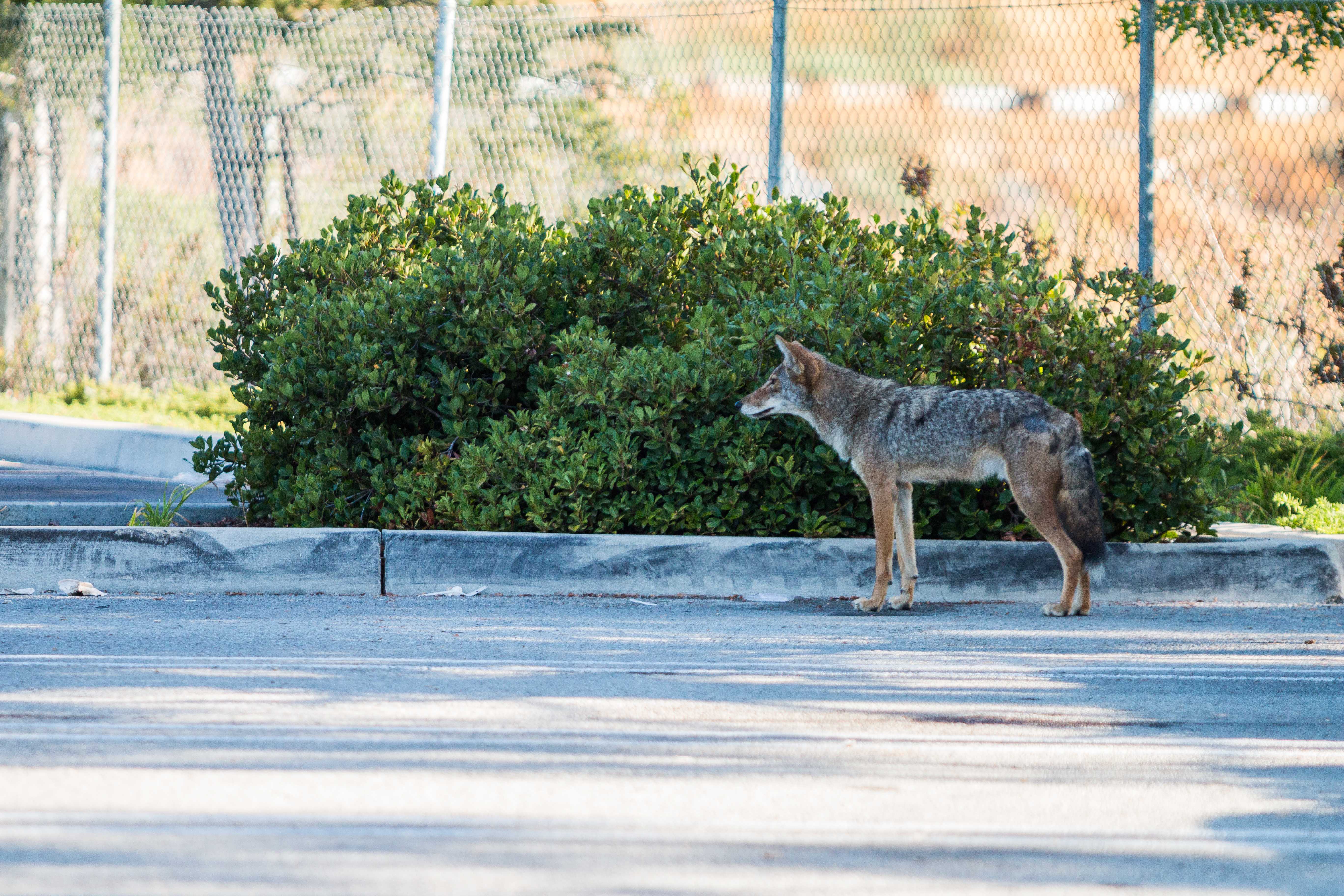 The Genetic Revolution in Urban Coyotes (Image Credits: Wikimedia)