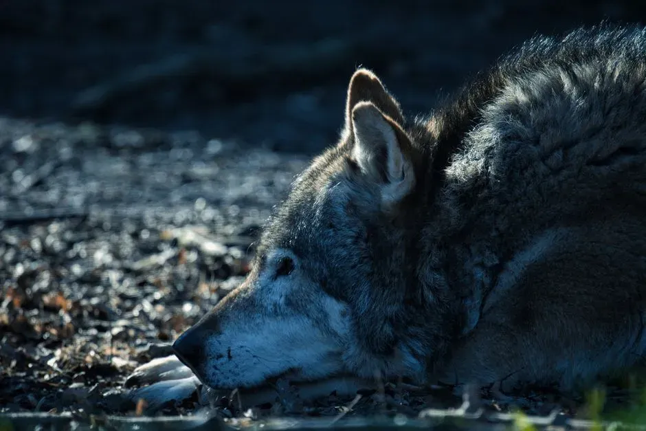 Why Our Shared Biology With Wolves Should Change How We See Loneliness (Image Credits: Pexels)