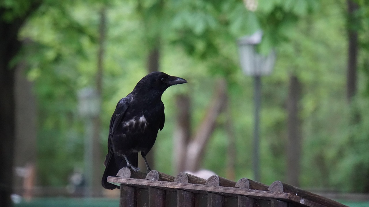 Scorpio: The Enigmatic Raven of Water (Image Credits: Pixabay)