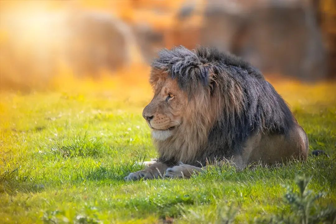 #1 Spirit Animals Cut Through The Mask You Wear (Image Credits: Unsplash)